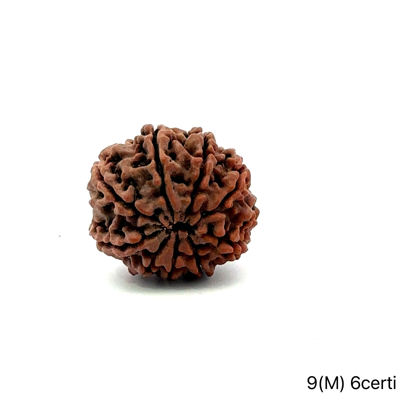 Natural 9 Mukhi Rudraksha – The Bead of Power, Courage & Divine Energy