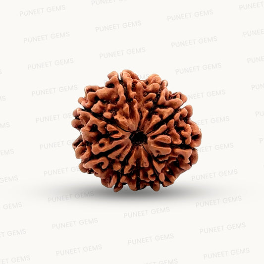 Natural 9 Mukhi Rudraksha – The Bead of Power, Courage & Divine Energy