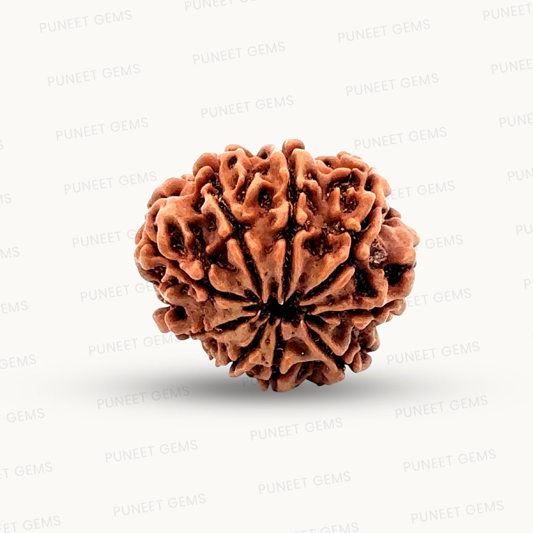 Natural 9 Mukhi Rudraksha – The Bead of Power, Courage & Divine Energy