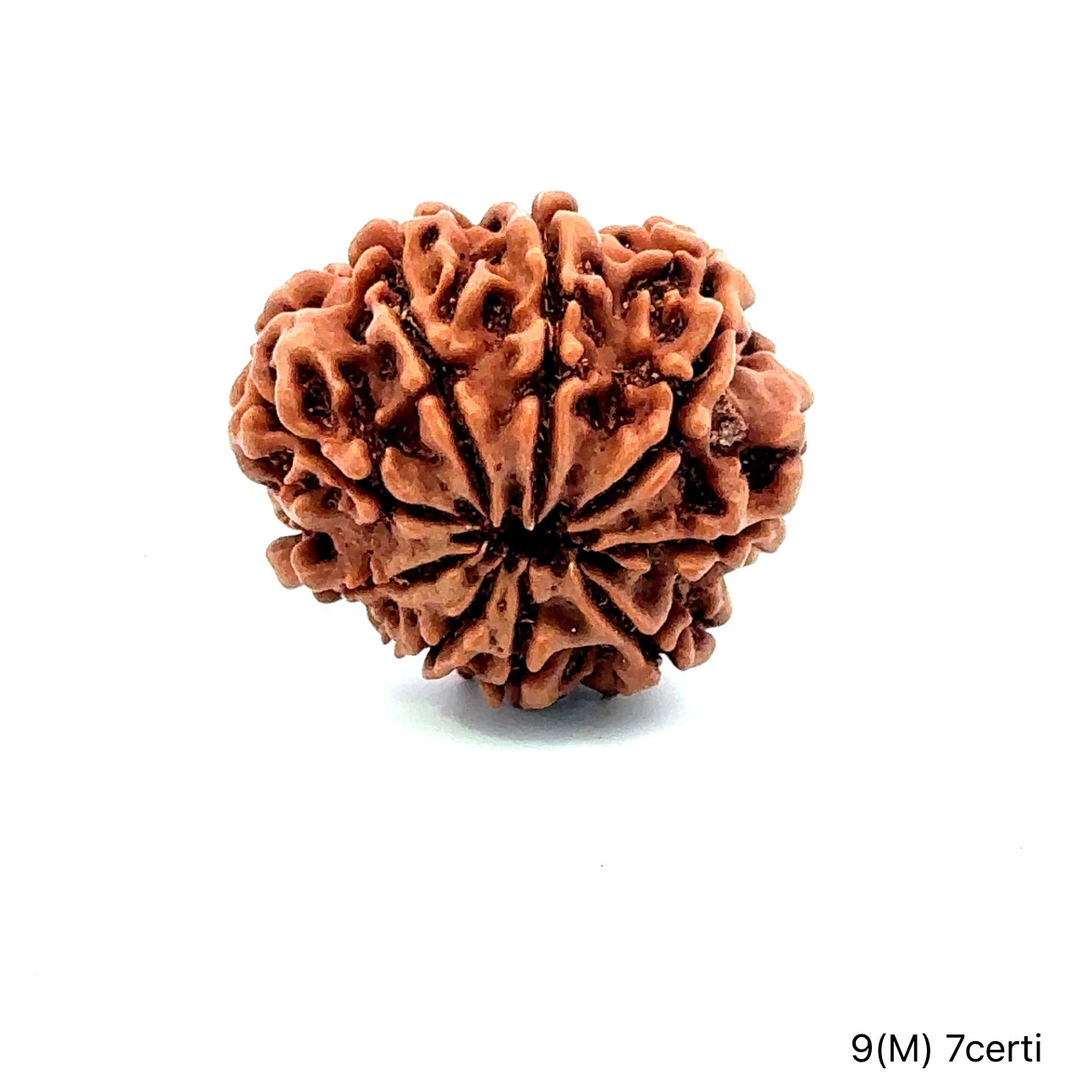 Natural 9 Mukhi Rudraksha – The Bead of Power, Courage & Divine Energy
