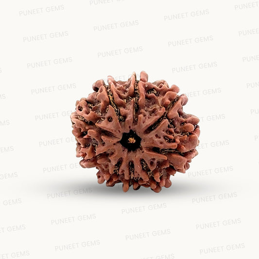 Natural 9 Mukhi Rudraksha – The Bead of Power, Courage & Divine Energy