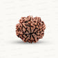 Natural 9 Mukhi Rudraksha – The Bead of Power, Courage & Divine Energy
