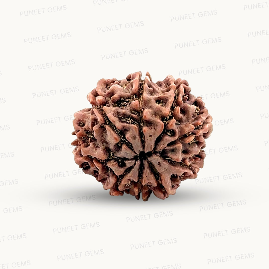 Natural 9 Mukhi Rudraksha – The Bead of Power, Courage & Divine Energy