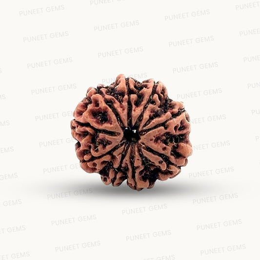 Natural 9 Mukhi Rudraksha – The Bead of Power, Courage & Divine Energy