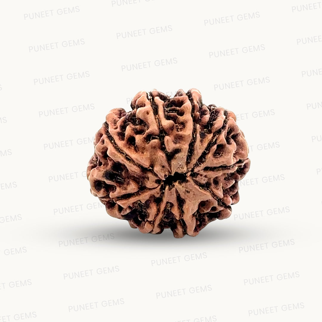 Natural 9 Mukhi Rudraksha – The Bead of Power, Courage & Divine Energy