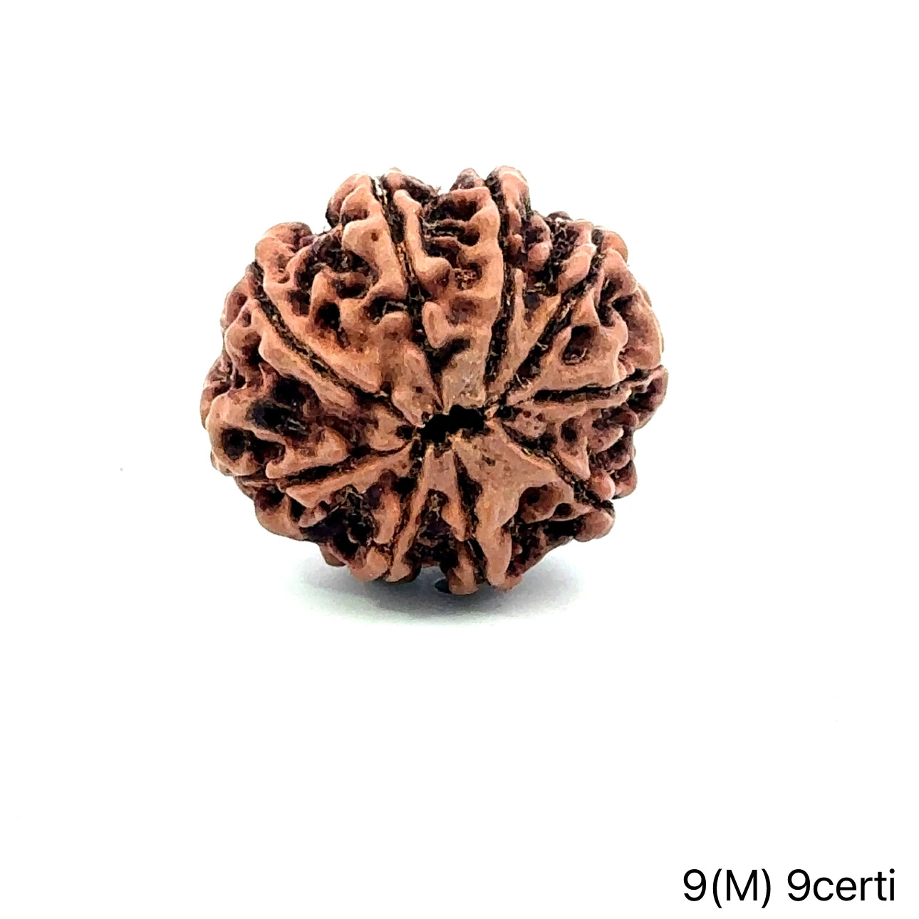 Natural 9 Mukhi Rudraksha – The Bead of Power, Courage & Divine Energy