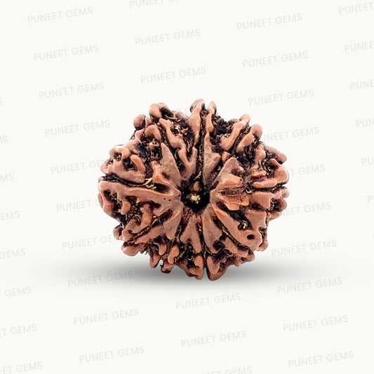 Natural 9 Mukhi Rudraksha – The Bead of Power, Courage & Divine Energy