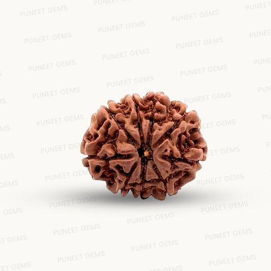 Natural 9 Mukhi Rudraksha – The Bead of Power, Courage & Divine Energy