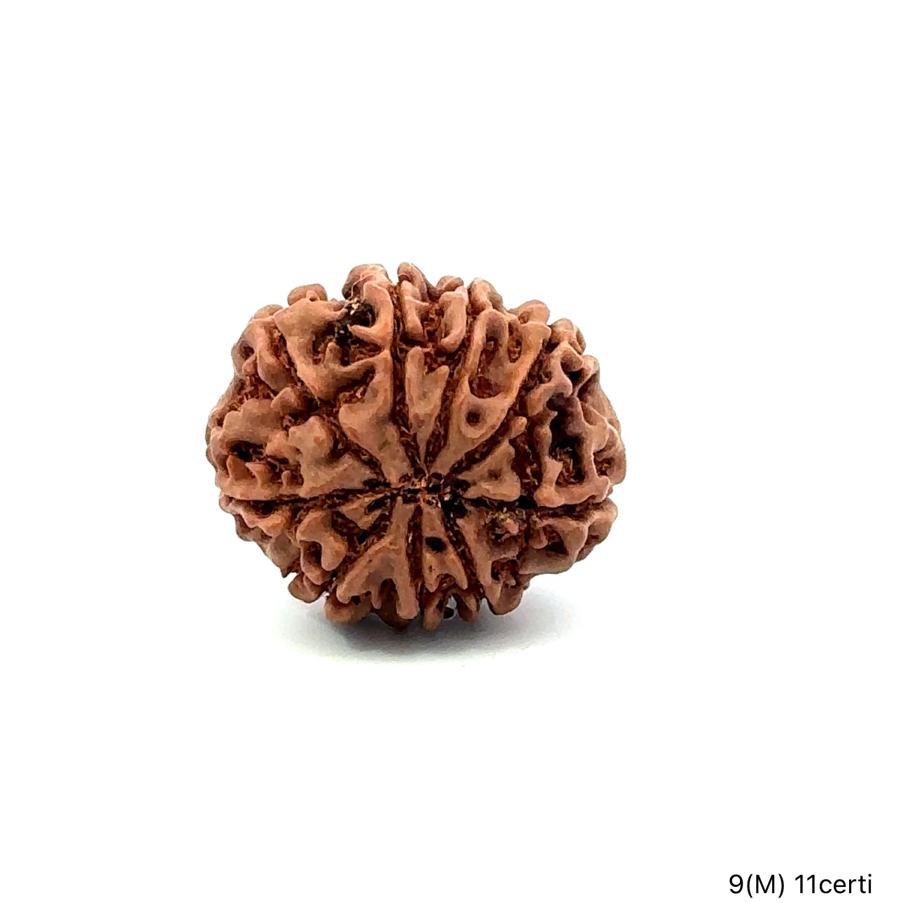 Natural 9 Mukhi Rudraksha – The Bead of Power, Courage & Divine Energy