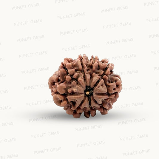 Natural 9 Mukhi Rudraksha – The Bead of Power, Courage & Divine Energy