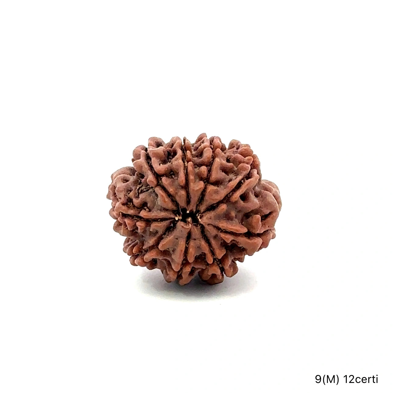 Natural 9 Mukhi Rudraksha – The Bead of Power, Courage & Divine Energy