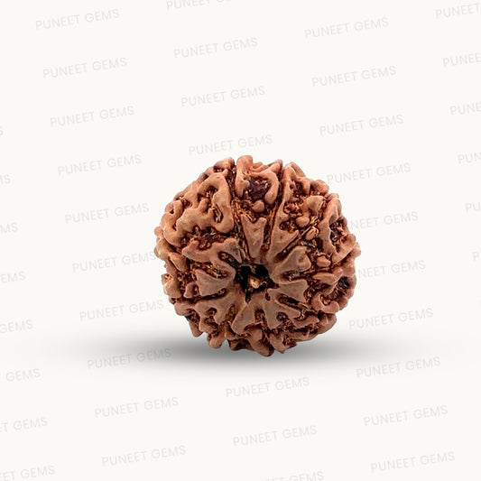 Natural 9 Mukhi Rudraksha – The Bead of Power, Courage & Divine Energy