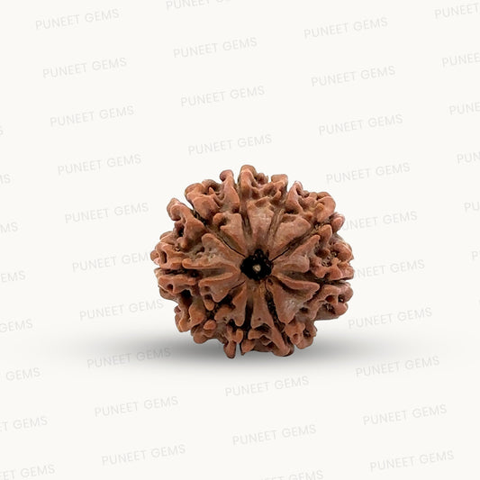 Natural 9 Mukhi Rudraksha – The Bead of Power, Courage & Divine Energy
