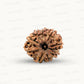 Natural 9 Mukhi Rudraksha – The Bead of Power, Courage & Divine Energy