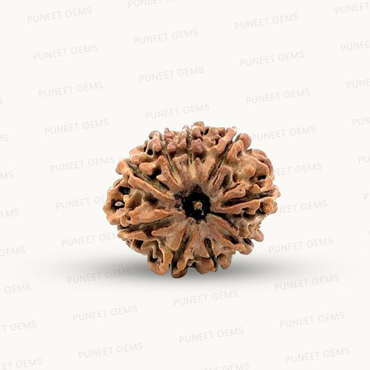 Natural 9 Mukhi Rudraksha – The Bead of Power, Courage & Divine Energy