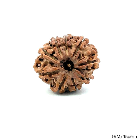 Natural 9 Mukhi Rudraksha – The Bead of Power, Courage & Divine Energy