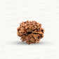 Natural 9 Mukhi Rudraksha – The Bead of Power, Courage & Divine Energy