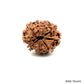 Natural 9 Mukhi Rudraksha – The Bead of Power, Courage & Divine Energy