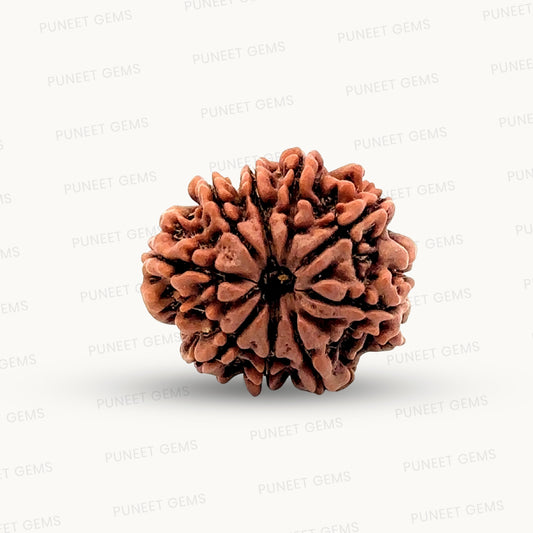 Natural 9 Mukhi Rudraksha – The Bead of Power, Courage & Divine Energy