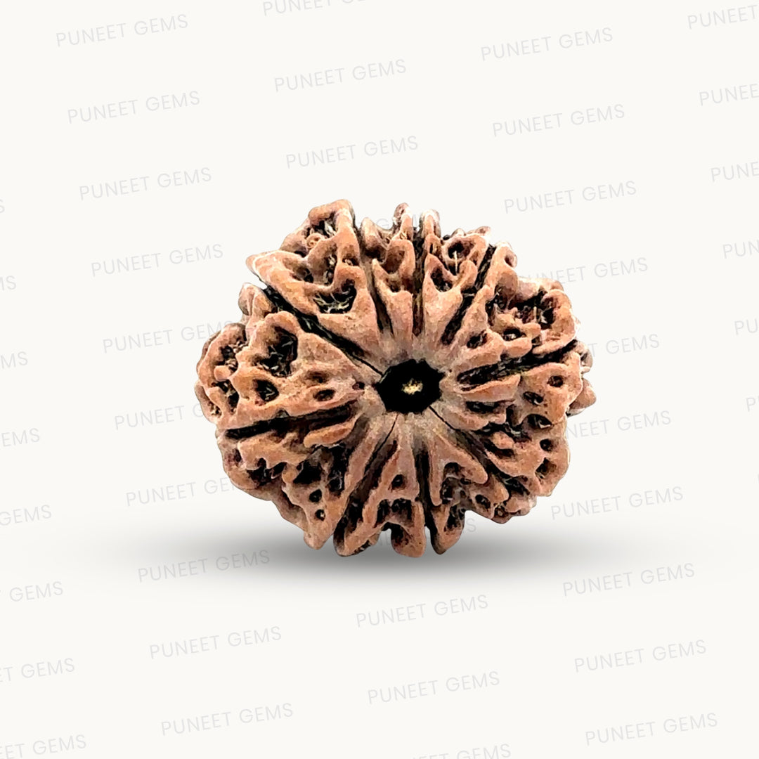 Natural 9 Mukhi Rudraksha – The Bead of Power, Courage & Divine Energy