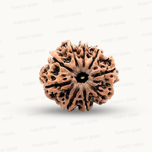 Natural 9 Mukhi Rudraksha – The Bead of Power, Courage & Divine Energy