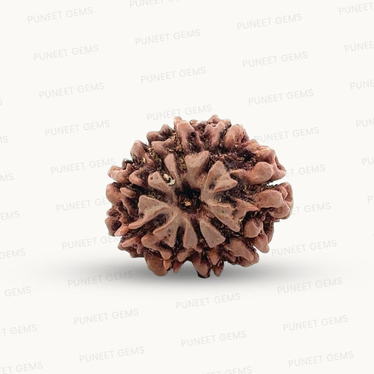 Natural 9 Mukhi Rudraksha – The Bead of Power, Courage & Divine Energy