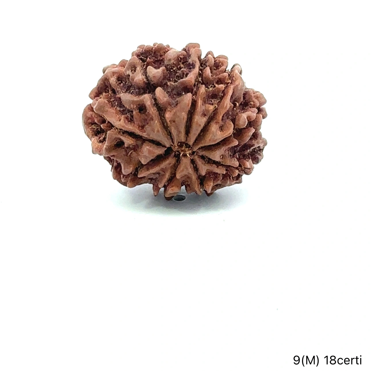 Natural 9 Mukhi Rudraksha – The Bead of Power, Courage & Divine Energy