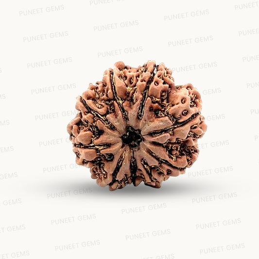 Natural 9 Mukhi Rudraksha – The Bead of Power, Courage & Divine Energy