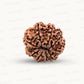 Natural 9 Mukhi Rudraksha – The Bead of Power, Courage & Divine Energy