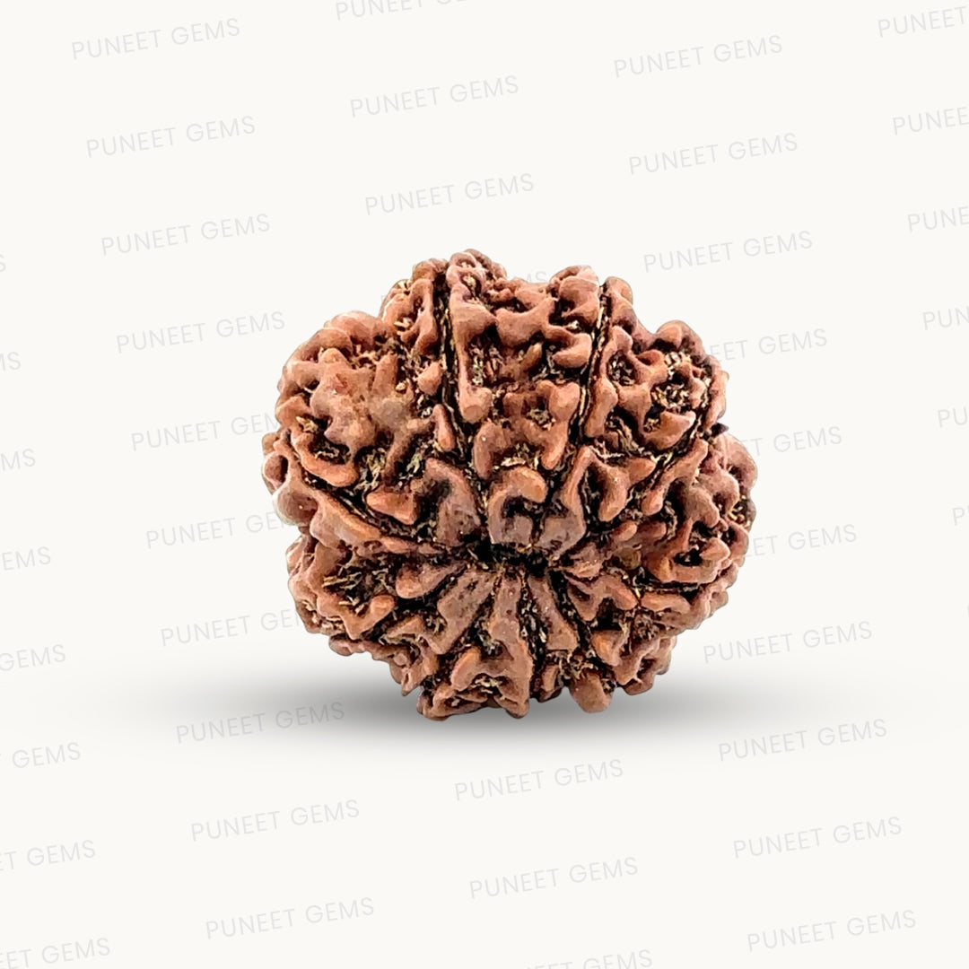 Natural 9 Mukhi Rudraksha – The Bead of Power, Courage & Divine Energy