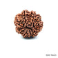 Natural 9 Mukhi Rudraksha – The Bead of Power, Courage & Divine Energy