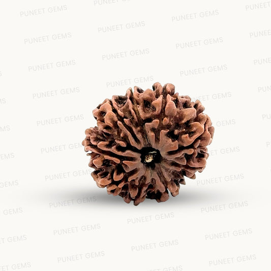 Natural 9 Mukhi Rudraksha – The Bead of Power, Courage & Divine Energy