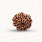 Natural 9 Mukhi Rudraksha – The Bead of Power, Courage & Divine Energy