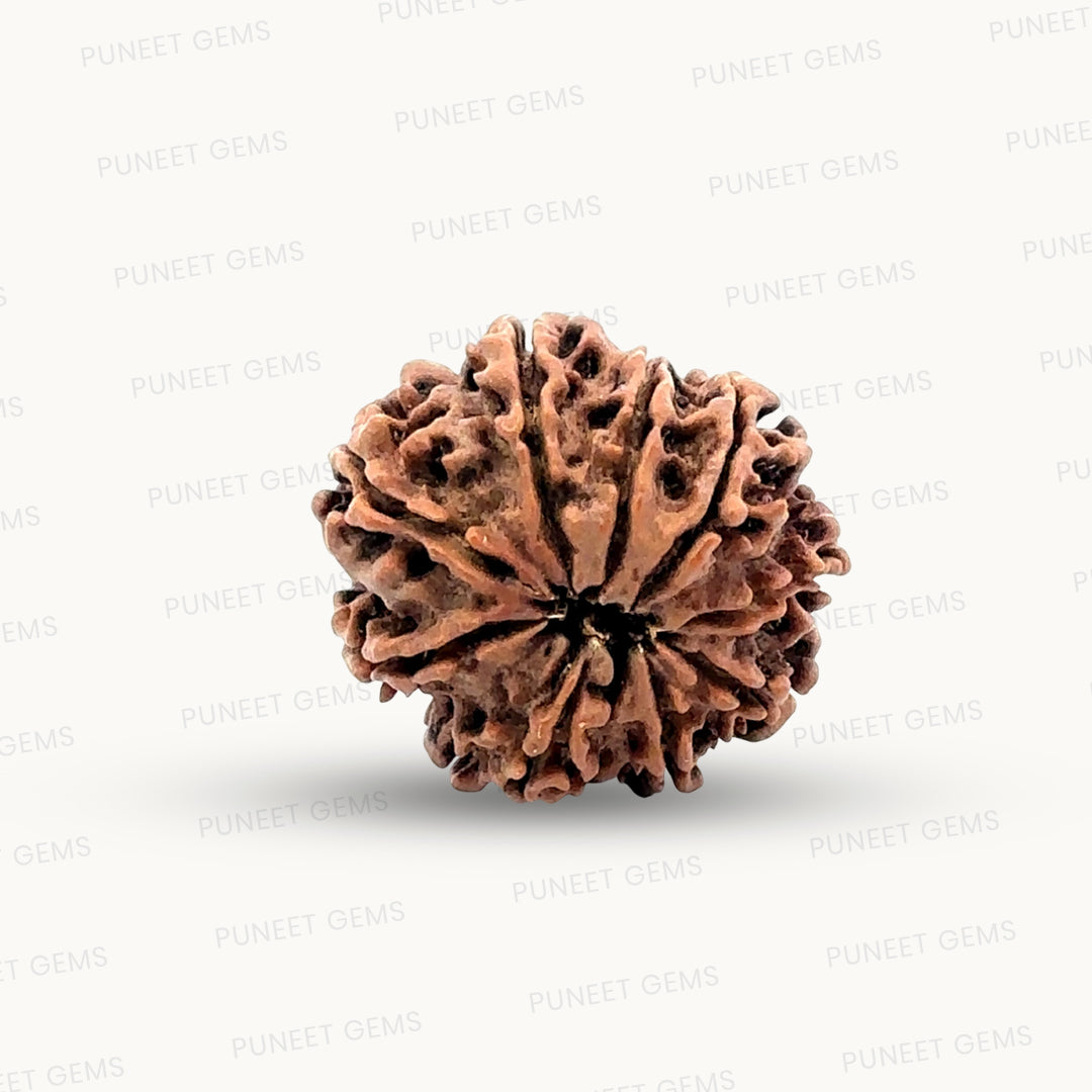 Natural 9 Mukhi Rudraksha – The Bead of Power, Courage & Divine Energy