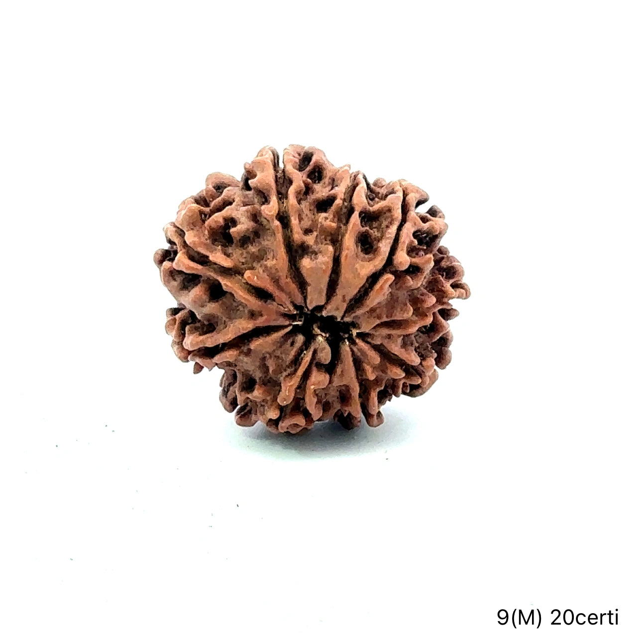 Natural 9 Mukhi Rudraksha – The Bead of Power, Courage & Divine Energy