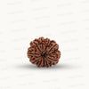 Natural 10 Mukhi Rudraksha – Empowered Protection & Divine Shield