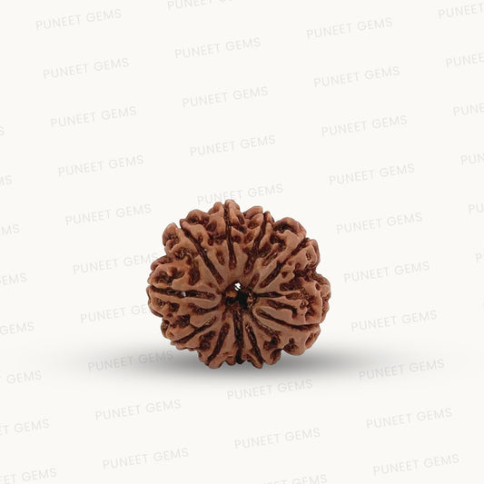 Natural 10 Mukhi Rudraksha – Empowered Protection & Divine Shield