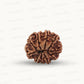 Natural 10 Mukhi Rudraksha – Empowered Protection & Divine Shield