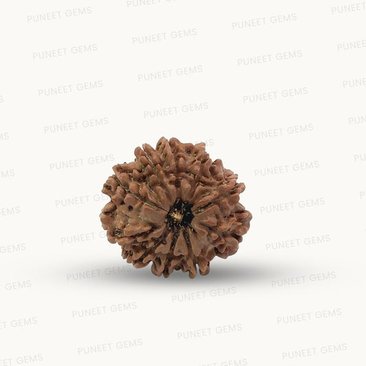 Natural 10 Mukhi Rudraksha – Empowered Protection & Divine Shield