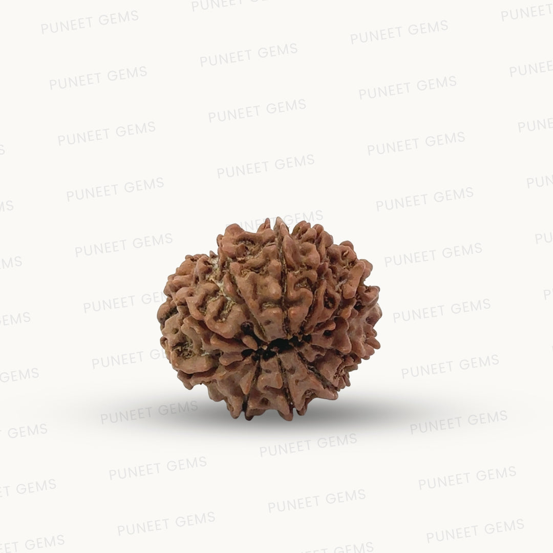 Natural 10 Mukhi Rudraksha – Empowered Protection & Divine Shield