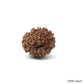 Natural 10 Mukhi Rudraksha – Empowered Protection & Divine Shield
