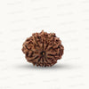 Natural 10 Mukhi Rudraksha – Empowered Protection & Divine Shield