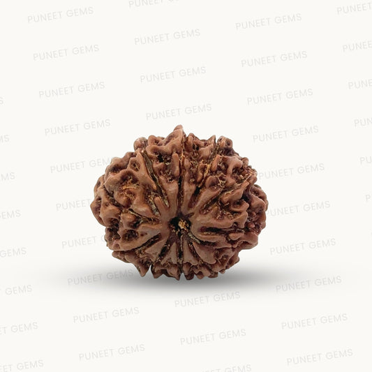 Natural 10 Mukhi Rudraksha – Empowered Protection & Divine Shield