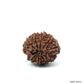 Natural 10 Mukhi Rudraksha – Empowered Protection & Divine Shield