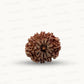 Natural 10 Mukhi Rudraksha – Empowered Protection & Divine Shield