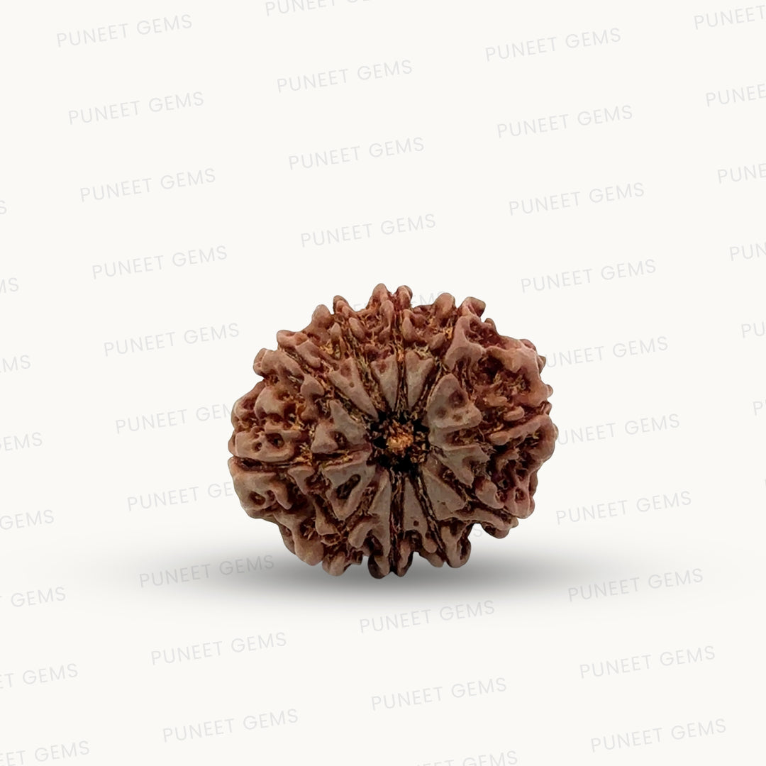 Natural 10 Mukhi Rudraksha – Empowered Protection & Divine Shield