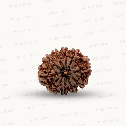 Natural 10 Mukhi Rudraksha – Empowered Protection & Divine Shield