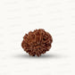 Natural 10 Mukhi Rudraksha – Empowered Protection & Divine Shield