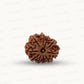 Natural 10 Mukhi Rudraksha – Empowered Protection & Divine Shield