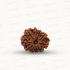 Natural 10 Mukhi Rudraksha – Empowered Protection & Divine Shield